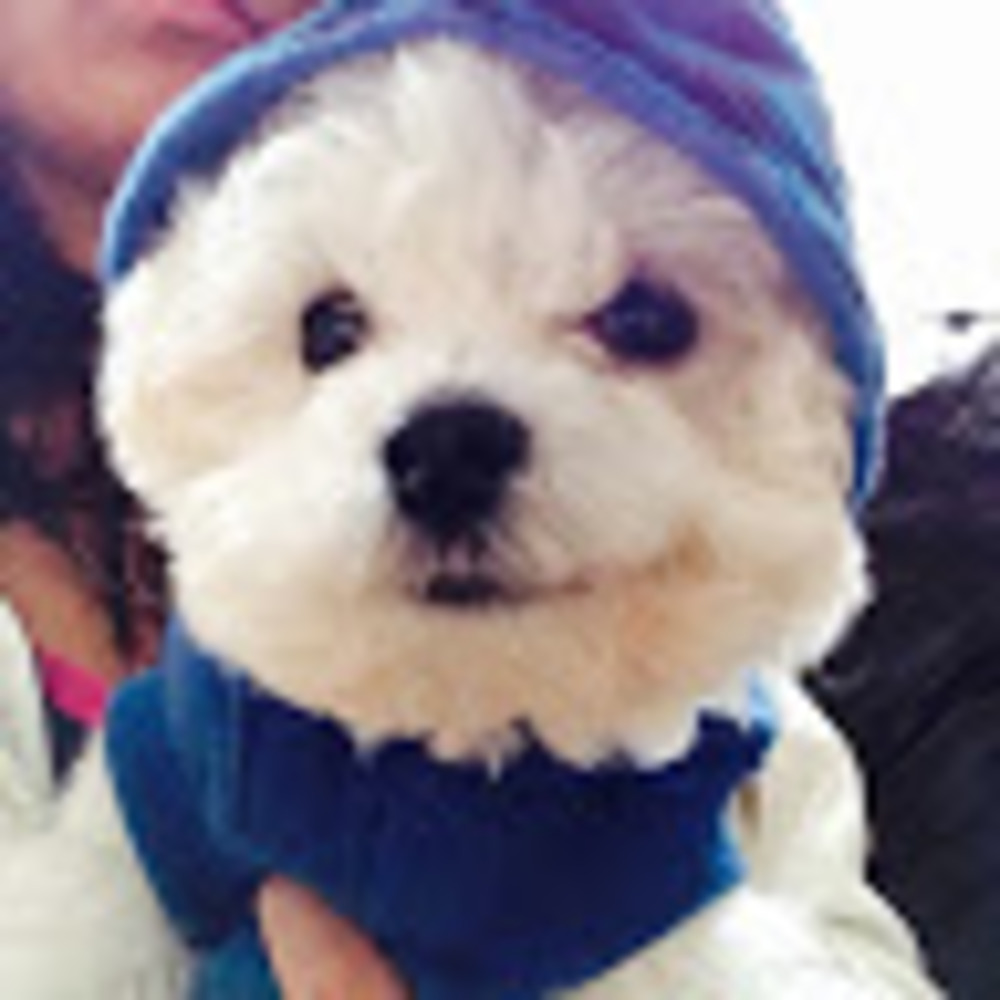 Meet your Posher, Loveamaya